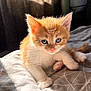 Mako joined the competition — help win amazing prizes! kitten, cat, orange, white, blue_eyes, whiskers, bed, blanket, sunlight, shadow, indoor, cute, pet, feline, young, fur, sleepy, closeup, cozy, resting