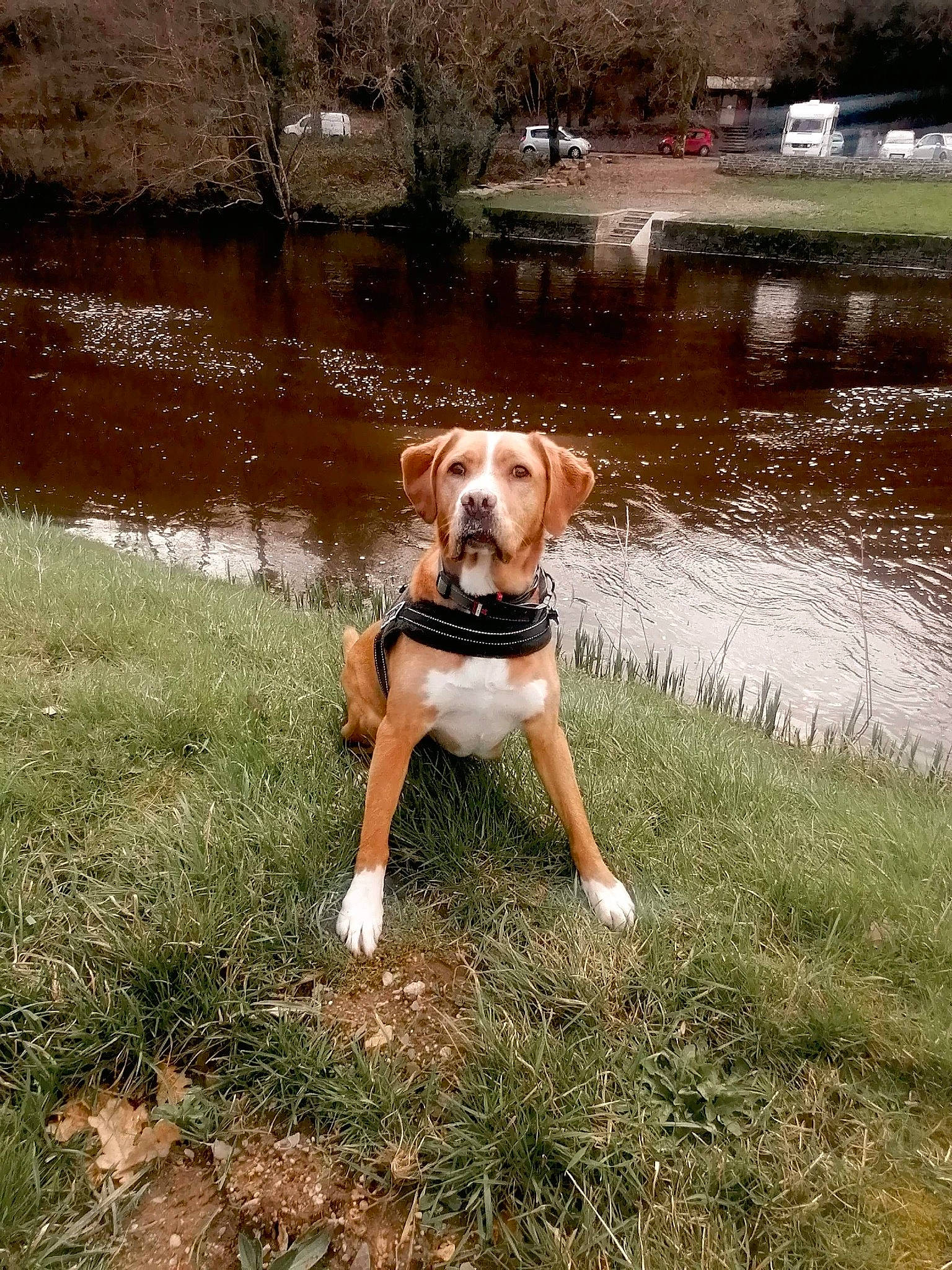 Cannabis participe au concours pour gagner de l'argent avec cette photo : bank, canidae, carnivore, collar, companion_dog, dog, dog_breed, dog_collar, fawn, grass, lake, mammal, plant, sporting_group, tail, tree, water, watercourse, waterway, working_animal