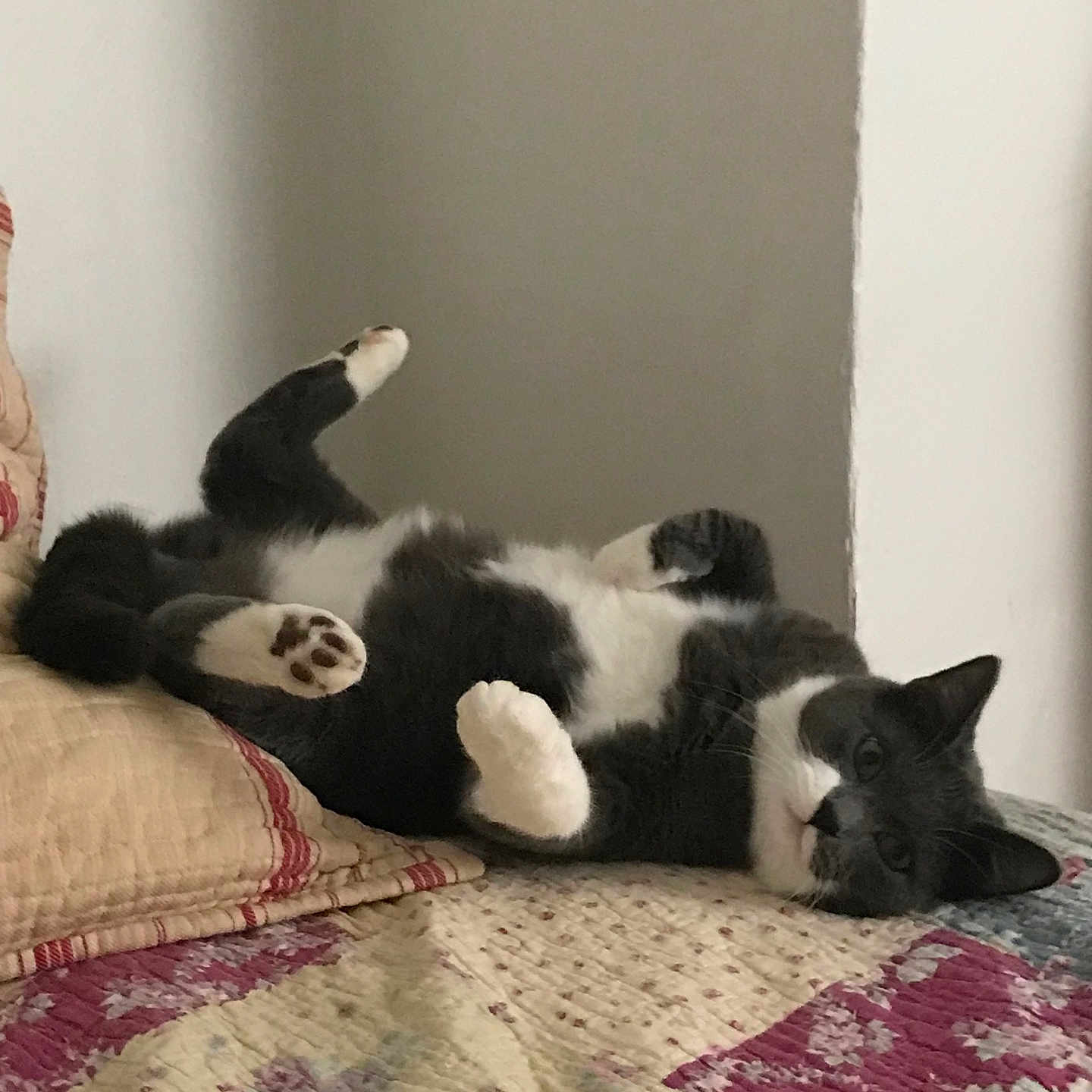 Smokey joined the competition — help win amazing prizes! animal, bed, cat, cozy, cute, feline, fur, gray_cat, home, indoor, lying_down, paw, pet, pillow, playful, quilt, relaxed, resting, whiskers, white_cat