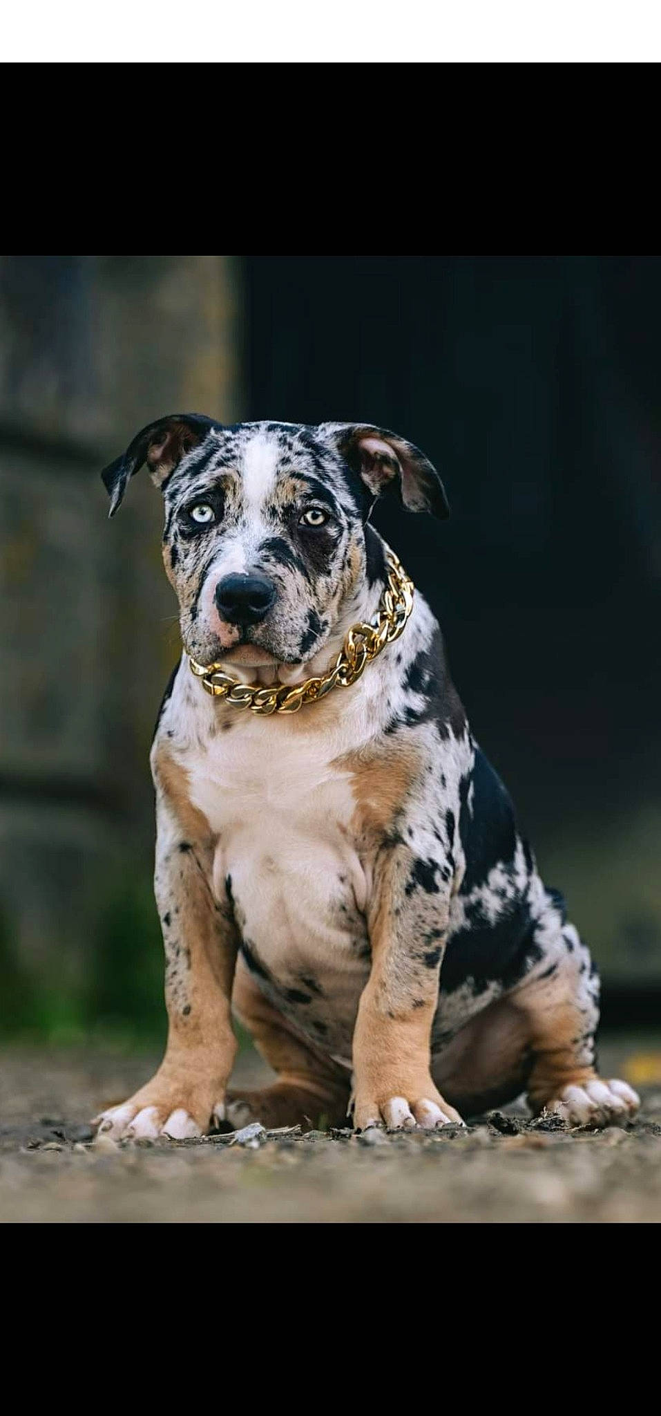 Boston a rejoint le concours — aidez-le/la à gagner de superbes lots ! ancient_dog_breeds, canidae, carnivore, collar, companion_dog, dog, dog_breed, dog_collar, fawn, fur, guard_dog, molosser, non_sporting_group, paw, snout, sporting_group, terrestrial_animal, whiskers, working_animal, working_dog