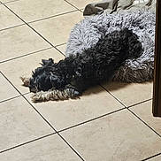 Tic Tac participe au concours pour gagner de l'argent avec cette photo : dog, pet_bed, blanket, tile_floor, stretching, black_dog, gray_dog, fur, indoor, home, cozy, paw_print, relaxing, animal, companion, curled_up, sleepy, quiet, resting, domestic