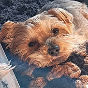 Léo a rejoint le concours — aidez-le/la à gagner de superbes lots ! animal, black, blanket, brown, close_up, companion, cozy, cute, dog, fluffy, fur, indoors, knit, pet, portrait, resting, sleepy, snuggling, warm, yorkshire_terrier