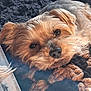 animal, black, blanket, brown, close_up, companion, cozy, cute, dog, fluffy, fur, indoors, knit, pet, portrait, resting, sleepy, snuggling, warm, yorkshire_terrier