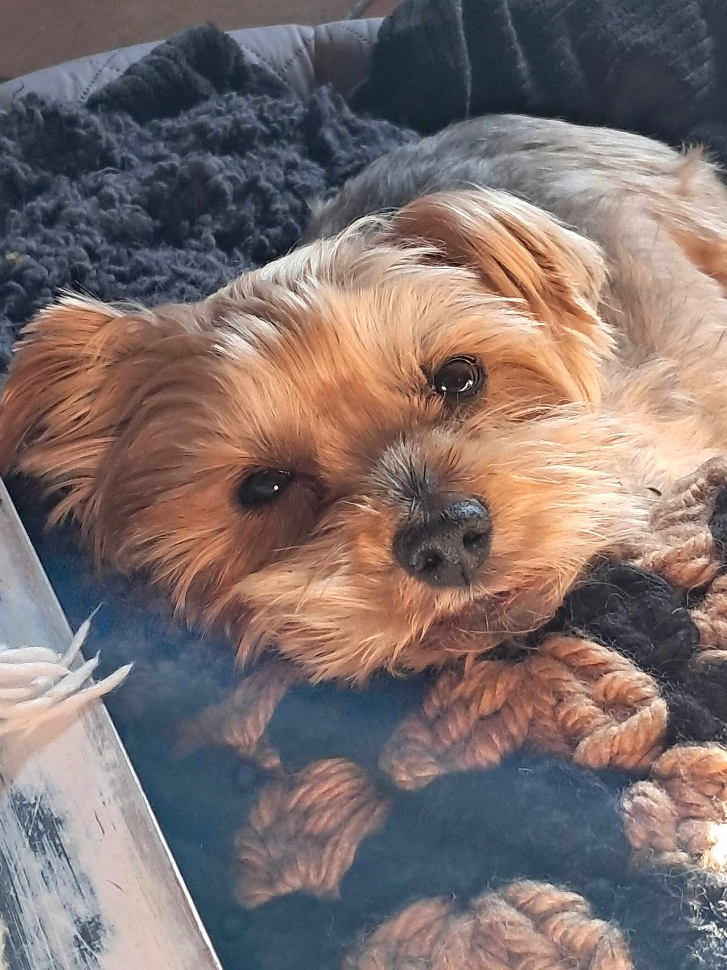 Léo