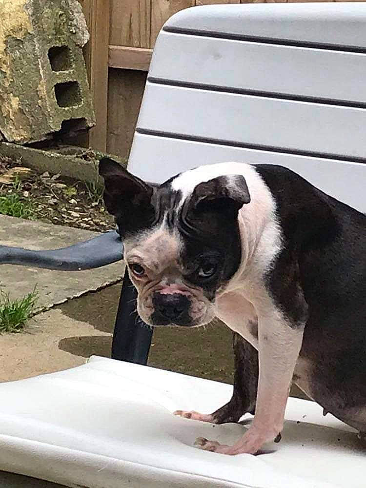 Ugg is registered to the contest to win money with this photo: boston_terrier, bulldog, canidae, carnivore, companion_dog, dog, dog_breed, fawn, french_bulldog, grass, non_sporting_group, plant, puppy, snout, sporting_group, terrestrial_animal, toy_dog, whiskers, window, working_animal