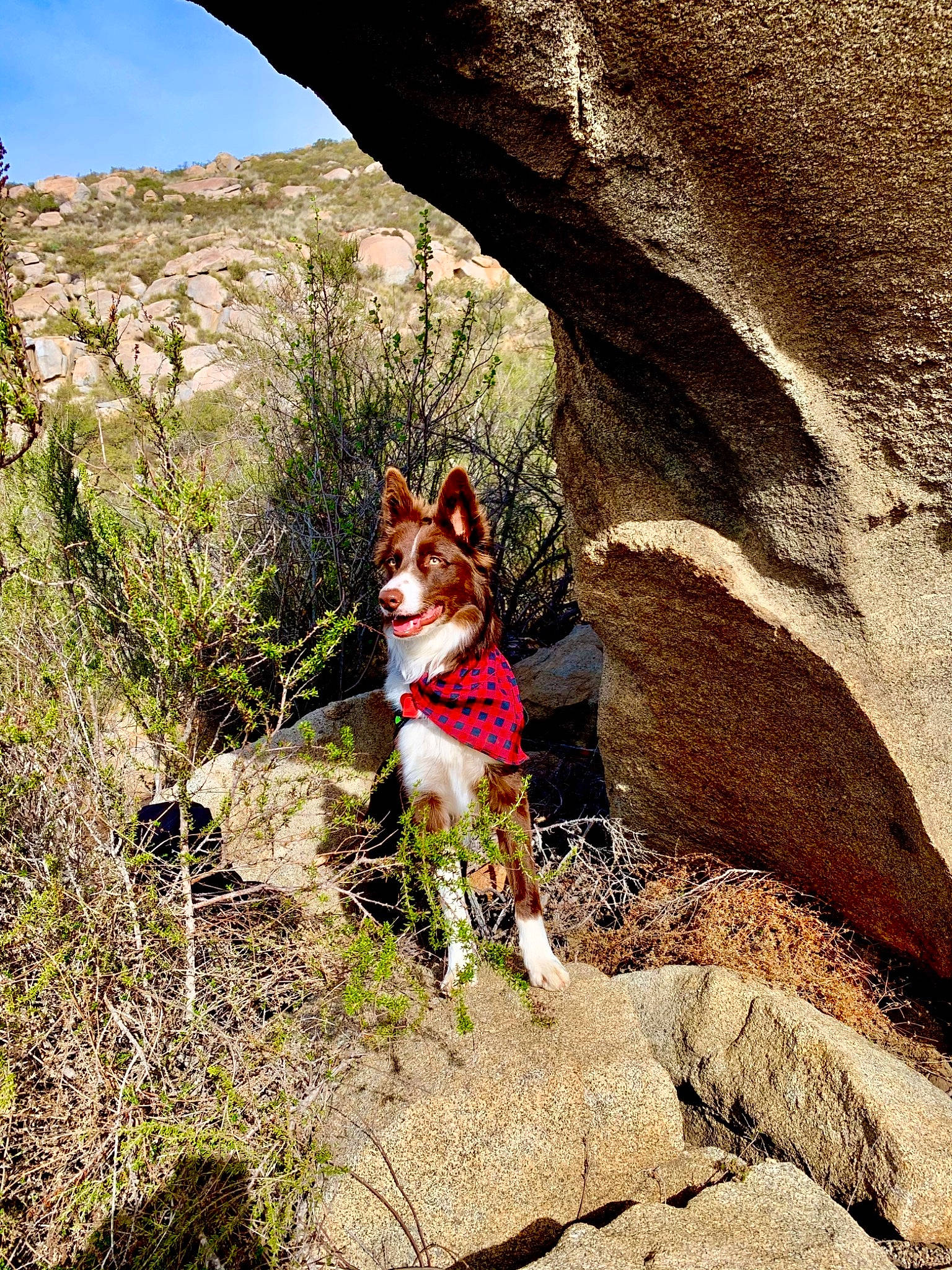 Jolie is registered to the contest to win money with this photo: bedrock, carnivore, companion_dog, dog, dog_breed, dog_supply, fawn, landscape, leash, mountain, outcrop, plant, recreation, rock, sky, sporting_group, trail, tree, walking, wilderness