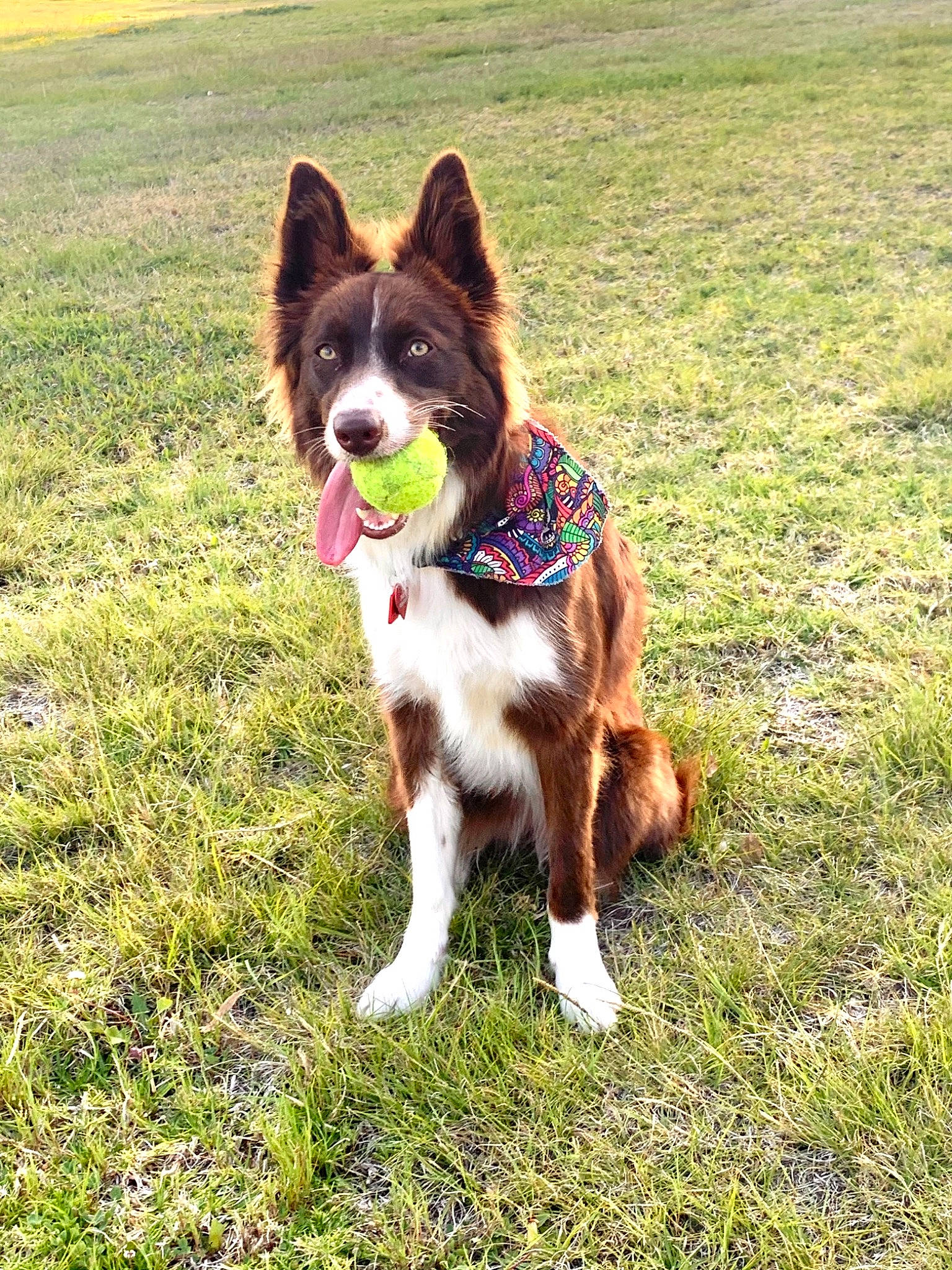 Jolie is registered to the contest to win money with this photo: canidae, carnivore, companion_dog, dog, dog_breed, door, fawn, grass, grassland, herding_dog, leash, liver, plant, snout, sporting_group, tail, tree, walking, working_animal, working_dog