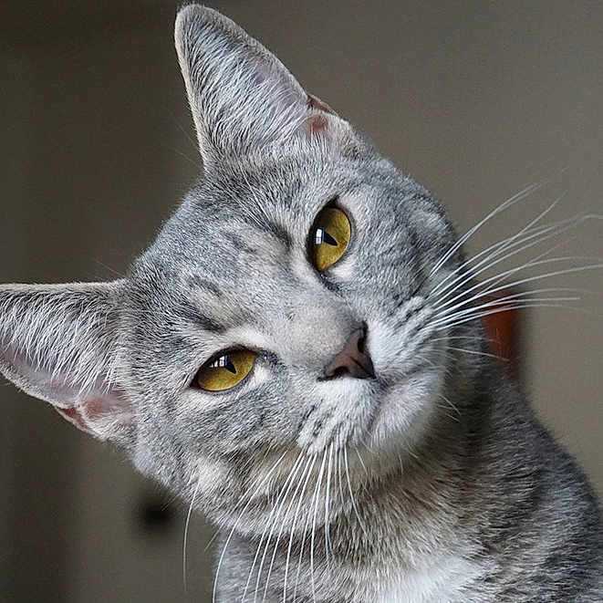 Chat