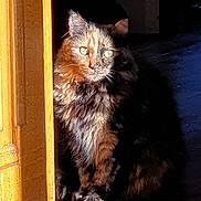 Chéry a rejoint le concours — aidez-le/la à gagner de superbes lots ! cat, tortoiseshell, sunlight, shadow, doorframe, wooden_floor, pet, feline, indoor, portrait, animal, fur, whiskers, sitting, looking_away, closeup, domestic_cat, cozy, quiet, natural_light