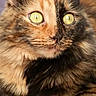 Chéry participe au concours pour gagner de l'argent avec cette photo : cat, tortoiseshell, close_up, fur, eyes, pet, animal, indoor, curious, yellow_eyes, soft_texture, whiskers, face, ears, box, resting, feline, domestic_cat, portrait, cute