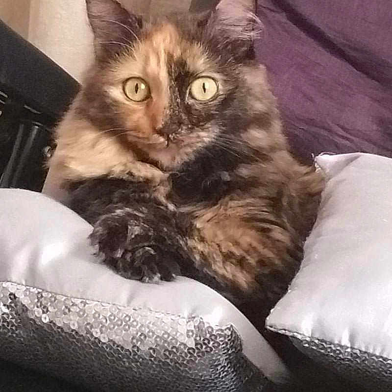 Chéry a rejoint le concours — aidez-le/la à gagner de superbes lots ! cat, tortoiseshell, fluffy, pillow, silver_pillow, couch, indoor, pet, relaxed, curious_eyes, feline, fur, cozy, home, animal, resting, cute, ears, whiskers, seated