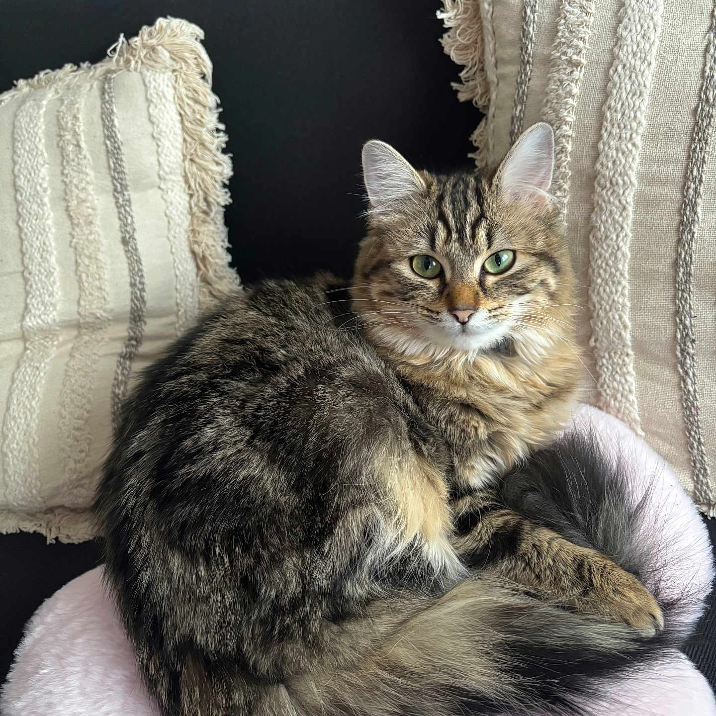 Luna participe au concours pour gagner de l'argent avec cette photo : abyssinian, angora, animal, architecture, armchair, building, cat, chair, couch, cushion, furniture, homedecor, indoors, kitten, linen, livingroom, manx, pet, pillow, room
