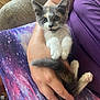 Ash is registered to the contest to win money with this photo: kitten, cat, pet, animal, cute, furry, paws, person, hand, holding, purple, clothing, furniture, couch, indoor, relaxed, young, domestic, fur, tail