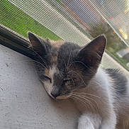 Ash is registered to the contest to win money with this photo: cat, kitten, sleeping, window, screen, paw, fur, whiskers, outdoor_light, resting, animal, pet, cute, closeup, young_cat, calm, peaceful, relaxation, indoor, natural_light
