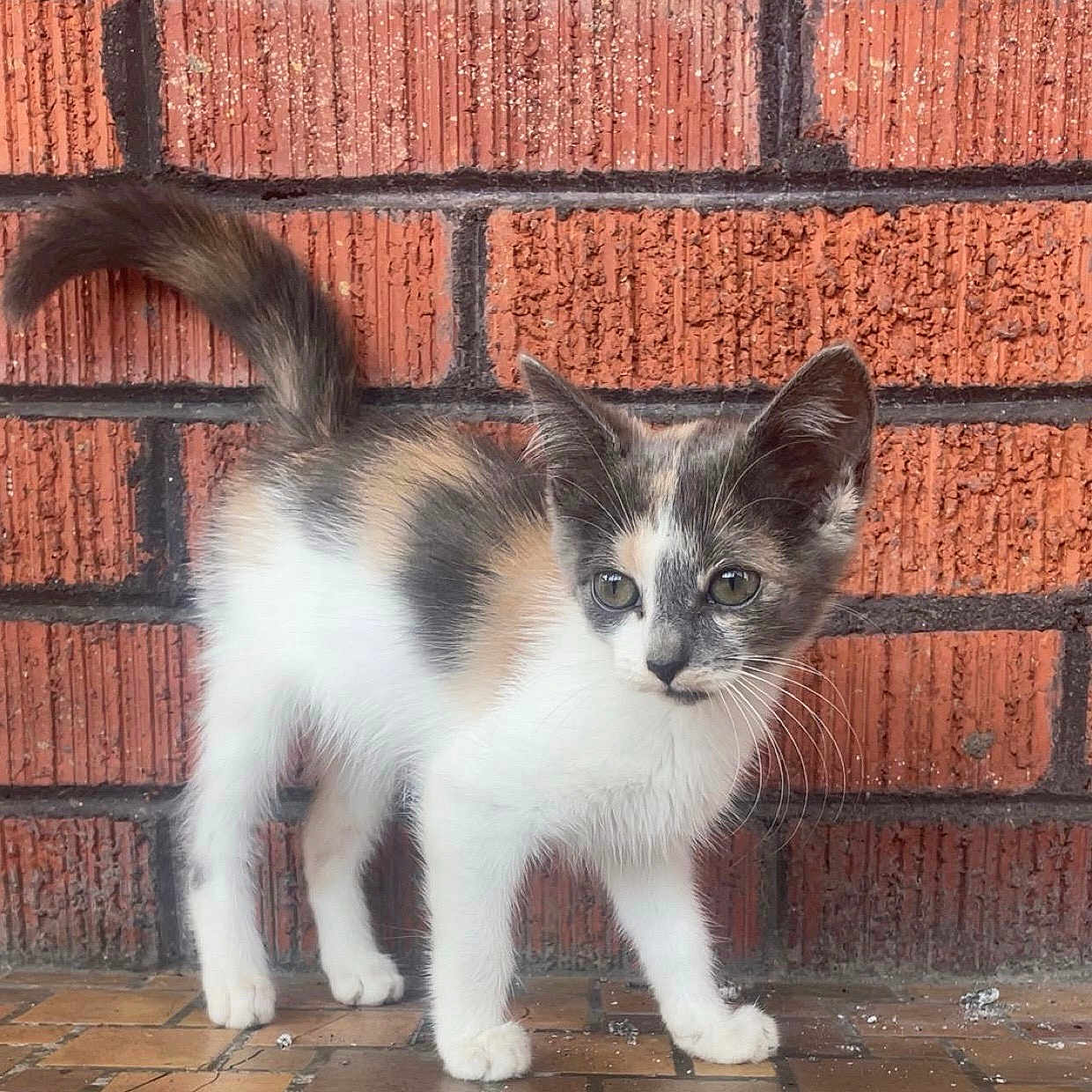 Ash is registered to the contest to win money with this photo: alert, animal, brick_wall, cat, closeup, curious, cute, feline, floor, fur, kitten, mammal, outdoor, pet, portrait, small, standing, tail, whiskers, young