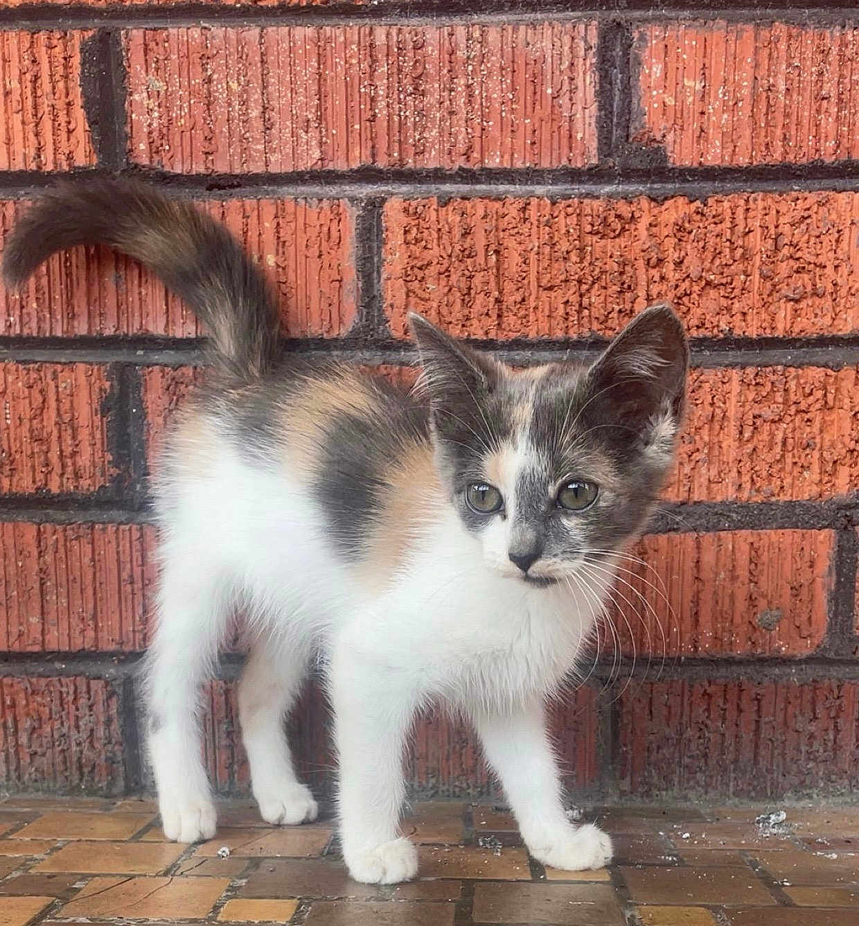 Ash is registered to the contest to win money with this photo: kitten, cat, animal, pet, feline, brick_wall, curious, whiskers, tail, standing, young, fur, outdoor, alert, small, cute, mammal, closeup, portrait, floor