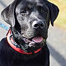 dog, black_labrador, collar, pet, animal, outdoor, sunlight, happy, tongue_out, leash, closeup, portrait, canine, friendly, mammal, nature, summer, smiling, fur, ears