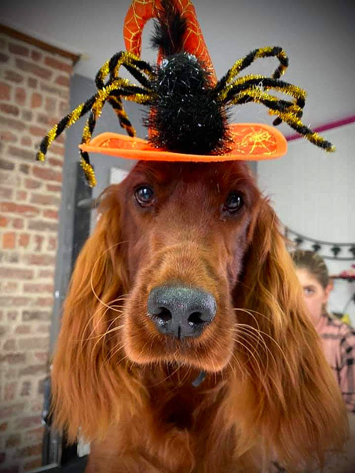 Paprika participe au concours pour gagner de l'argent avec cette photo : american_cocker_spaniel, canidae, carnivore, cocker_spaniel, companion_dog, dog, dog_breed, ear, english_cocker_spaniel, english_setter, fawn, fur, irish_setter, liver, long_hair, setter, snout, spaniel, sporting_group