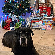 Maximus is registered to the contest to win money with this photo: dog, black_dog, christmas_tree, christmas_lights, christmas_decorations, wrapped_presents, holiday, indoor, rug, tile_floor, tattoo, hand, gift_bags, toys, decor, festive, living_room, relaxed, pet, holiday_season