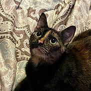 Smores is registered to the contest to win money with this photo: cat, tortoiseshell, pet, animal, bedspread, patterned, fur, whiskers, ears, eyes, indoor, cozy, cute, looking_up, resting, domestic, feline, closeup, soft, comfort