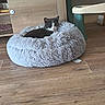 Ryo participe au concours pour gagner de l'argent avec cette photo : cat, tuxedo_cat, sleeping, pet, animal, fluffy_bed, pet_bed, gray_bed, cozy, indoors, wooden_floor, furniture, cabinet, shelf, chair, relaxed, cute, black_and_white, whiskers, portrait
