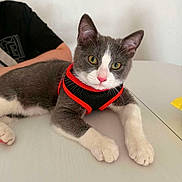 Ryo a rejoint le concours — aidez-le/la à gagner de superbes lots ! cat, kitten, gray_cat, white_cat, pet, animal, harness, red_harness, black_harness, blue_eyes, yellow_eyes, whiskers, paws, lying_down, indoor, table, person, portrait, closeup, cute