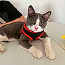 cat, kitten, gray_cat, white_cat, pet, animal, harness, red_harness, black_harness, blue_eyes, yellow_eyes, whiskers, paws, lying_down, indoor, table, person, portrait, closeup, cute