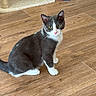 cat, gray_cat, white_paws, sitting, indoor, wooden_floor, pet, feline, green_eyes, pink_nose, whiskers, pointed_ears, short_hair, cat_tree, pet_toys, spider_man_toy, mouse_toy, home, portrait, alert