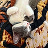 Ryo a rejoint le concours — aidez-le/la à gagner de superbes lots ! cat, kitten, sleeping, upside_down, relaxed, paws, pink_nose, gray_fur, white_fur, whiskers, indoors, blanket, plush, cozy, nap, pet, animal, close_up, portrait, patterned