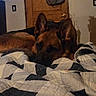 Copper is registered to the contest to win money with this photo: dog, german_shepherd, bed, quilt, indoor, resting, pet, animal, ears, fur, sleepy, brown, black, door, furniture, cozy, relaxed, home, blanket, room