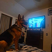 Copper joined the competition — help win amazing prizes! german_shepherd, dog, bed, blanket, bone, television, clock, room, indoor, furniture, dresser, curtains, wall, light, pet, animal, tongue_out, portrait, happy, cozy