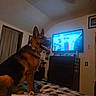 german_shepherd, dog, bed, blanket, bone, television, clock, room, indoor, furniture, dresser, curtains, wall, light, pet, animal, tongue_out, portrait, happy, cozy