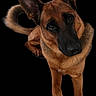 Copper is registered to the contest to win money with this photo: dog, german_shepherd, pet, animal, portrait, brown_fur, black_fur, ears, eyes, nose, tail, paw, looking_up, isolated, studio, black_background, canine, mammal, domestic_animal, fur