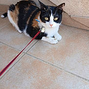 Mario participe au concours pour gagner de l'argent avec cette photo : cat, calico_cat, pet, animal, leash, collar, yellow_eyes, floor, tile_floor, indoor, domestic_cat, whiskers, fur, ears, paws, cute, curious, resting, companionship, feline