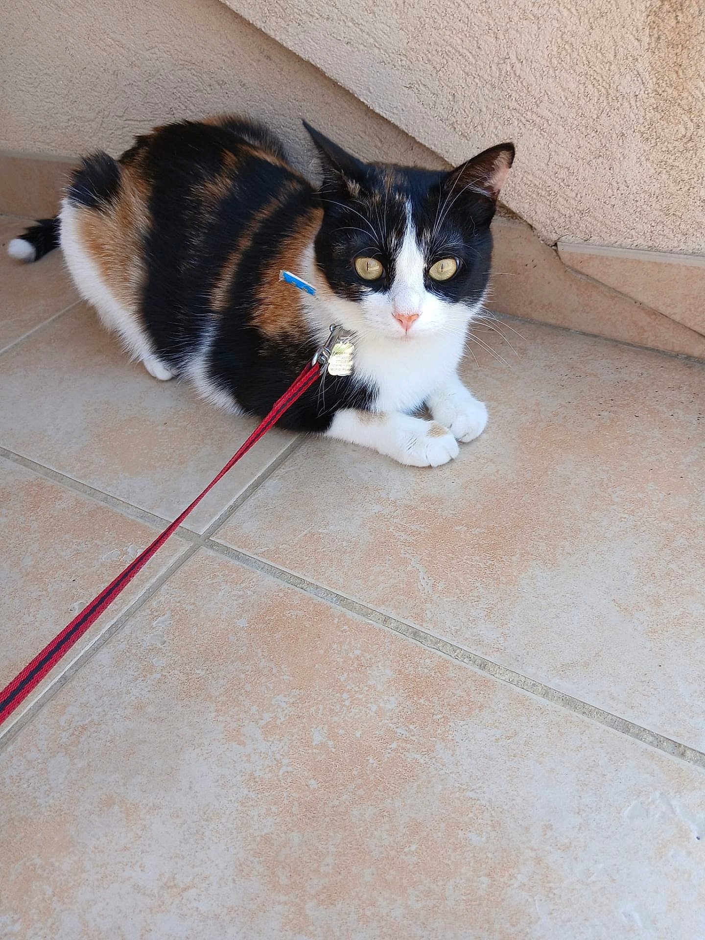 Mario participe au concours pour gagner de l'argent avec cette photo : cat, calico_cat, pet, animal, leash, collar, yellow_eyes, floor, tile_floor, indoor, domestic_cat, whiskers, fur, ears, paws, cute, curious, resting, companionship, feline