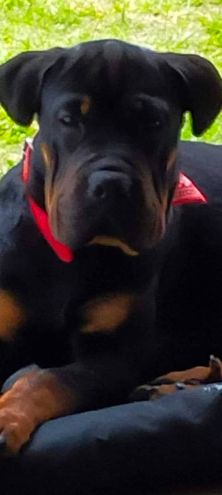 Praline