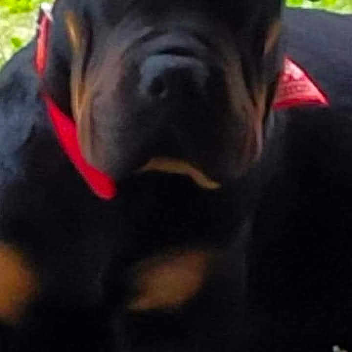 Praline