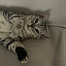 cat, kitten, tabby, striped_fur, pet, animal, face, eyes, whiskers, pink_nose, paws, claws, lying_down, stretching, indoors, couch, upside_down, close_up, portrait, relaxed