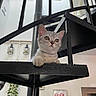 cat, kitten, pet, feline, gray_fur, blue_gray_eyes, whiskers, ears, paws, looking_at_camera, indoor, home, staircase, railing, balustrade, modern_interior, wall_decor, hanging_plant, portrait, cute