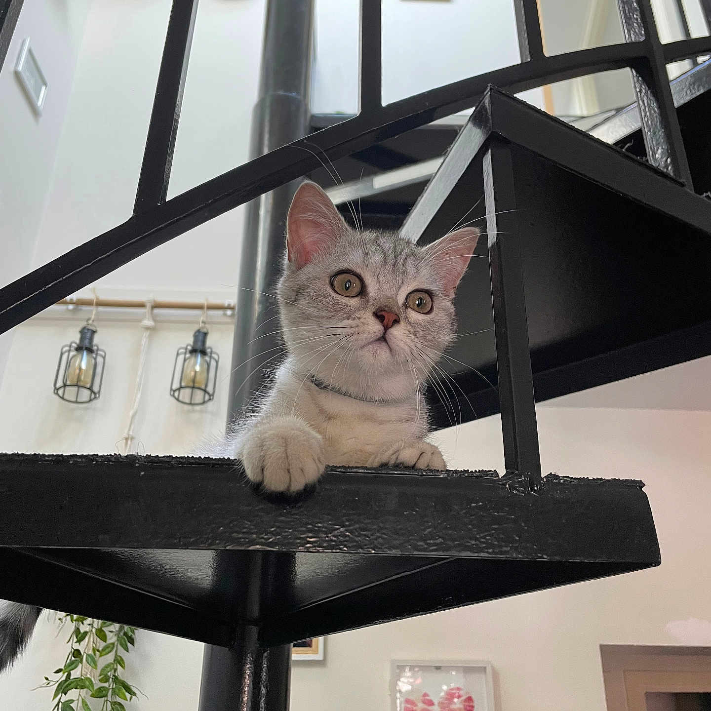 Nova