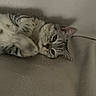 cat, tabby, pet, feline, animal, fur, whiskers, eyes, ears, nose, paws, lying_down, upside_down, couch, sofa, indoor, home, close_up, portrait, relaxed