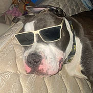 Rambo joined the competition — help win amazing prizes! dog, sunglasses, batman, collar, mattress, sleeping, relaxed, black_and_white, indoor, pet, canine, close_up, resting, fur, animal, companion, cute, cool, accessory, bedroom