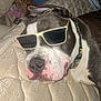 dog, sunglasses, batman, collar, mattress, sleeping, relaxed, black_and_white, indoor, pet, canine, close_up, resting, fur, animal, companion, cute, cool, accessory, bedroom