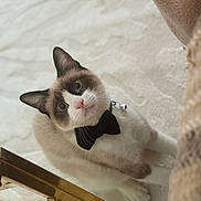 Sushi participe au concours pour gagner de l'argent avec cette photo : animal, bell, blue_eyes, bow_tie, carpet, cat, closeup, collar, curious, cute, domestic, fluffy, furniture, indoor, looking_up, pet, portrait, sitting, soft_light, whiskers