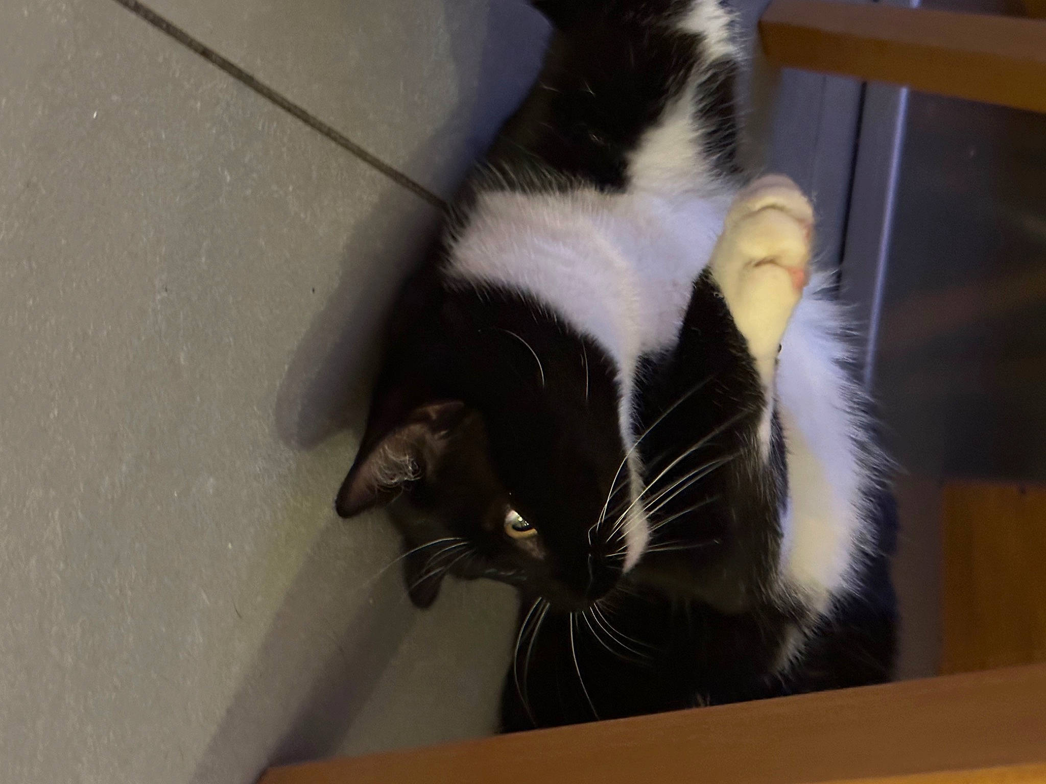 Lenny is registered to the contest to win money with this photo: carnivore, cat, claw, comfort, domestic_short_haired_cat, felidae, flooring, fur, hardwood, paw, room, small_to_medium_sized_cats, snout, tail, terrestrial_animal, whiskers, wood