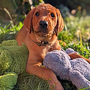 Rocky is registered to the contest to win money with this photo: puppy, dog, grass, plush_toy, green_frog, gray_elephant, sunlight, outdoor, animal, pet, cute, young_dog, collar, nature, playful, soft_toy, closeup, summer, adorable, relaxing