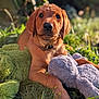puppy, dog, grass, plush_toy, green_frog, gray_elephant, sunlight, outdoor, animal, pet, cute, young_dog, collar, nature, playful, soft_toy, closeup, summer, adorable, relaxing