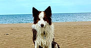 Ruby participe au concours pour gagner de l'argent avec cette photo : dog, beach, sand, water, ocean, wet_dog, canine, outdoor, nature, sky, clouds, animal, pet, sitting, fur, reflection, coast, landscape, summer, daytime