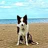 dog, beach, sand, water, ocean, wet_dog, canine, outdoor, nature, sky, clouds, animal, pet, sitting, fur, reflection, coast, landscape, summer, daytime