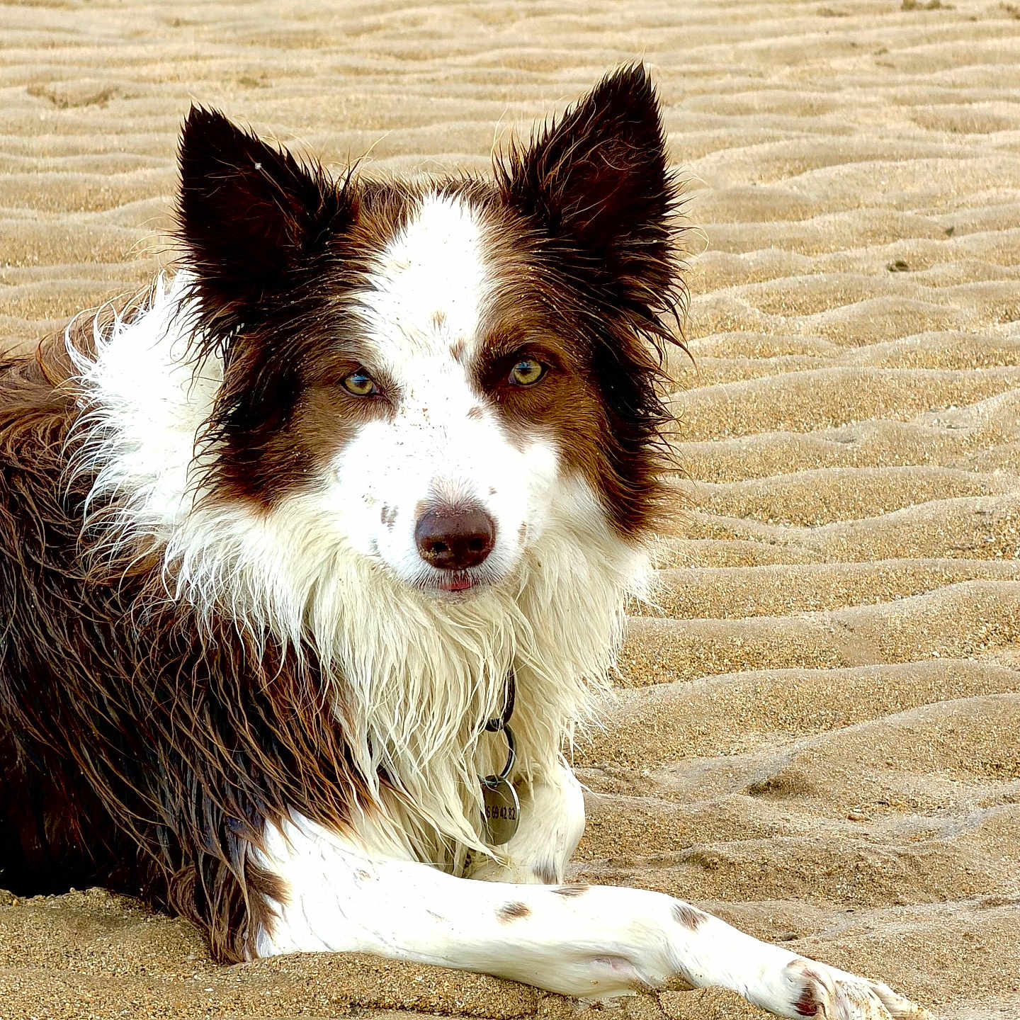 Ruby a rejoint le concours — aidez-le/la à gagner de superbes lots ! dog, border_collie, beach, sand, wet_fur, blue_eyes, animal, pet, outdoor, canine, lying_down, nature, water, summer, portrait, animal_face, furry, relaxed, close_up, daylight